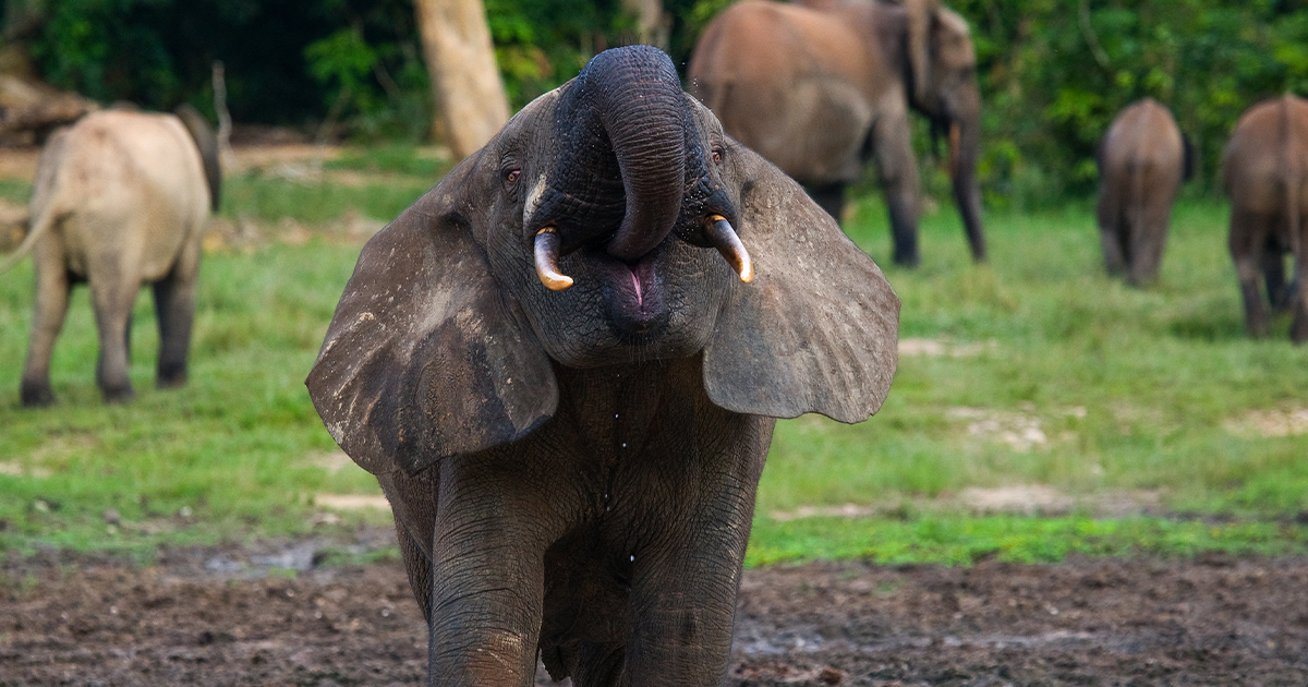 Forest elephant drinking water from a source of water. Central African Republic. Republic of Congo. Dzanga-Sangha Special Reserve.